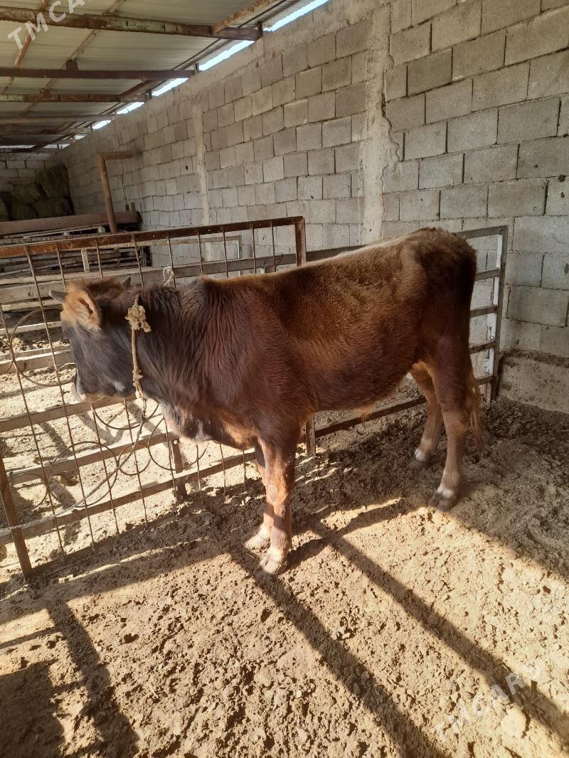 ökuz - Änew - img 3