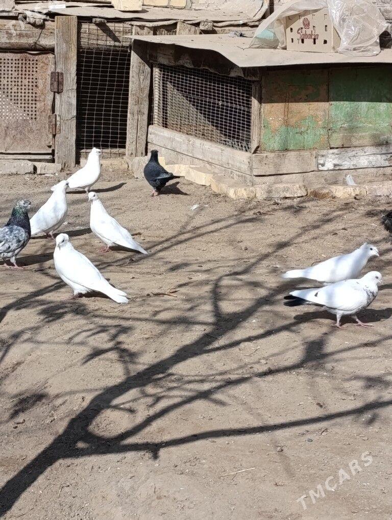 kepderi - Туркменабат - img 2