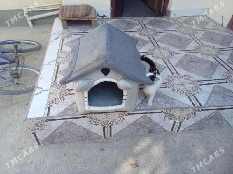 Кошки кот собака дом - Aşgabat - img 2