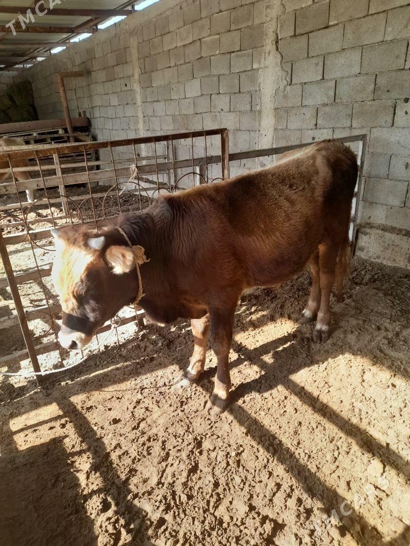 ökuz - Änew - img 4