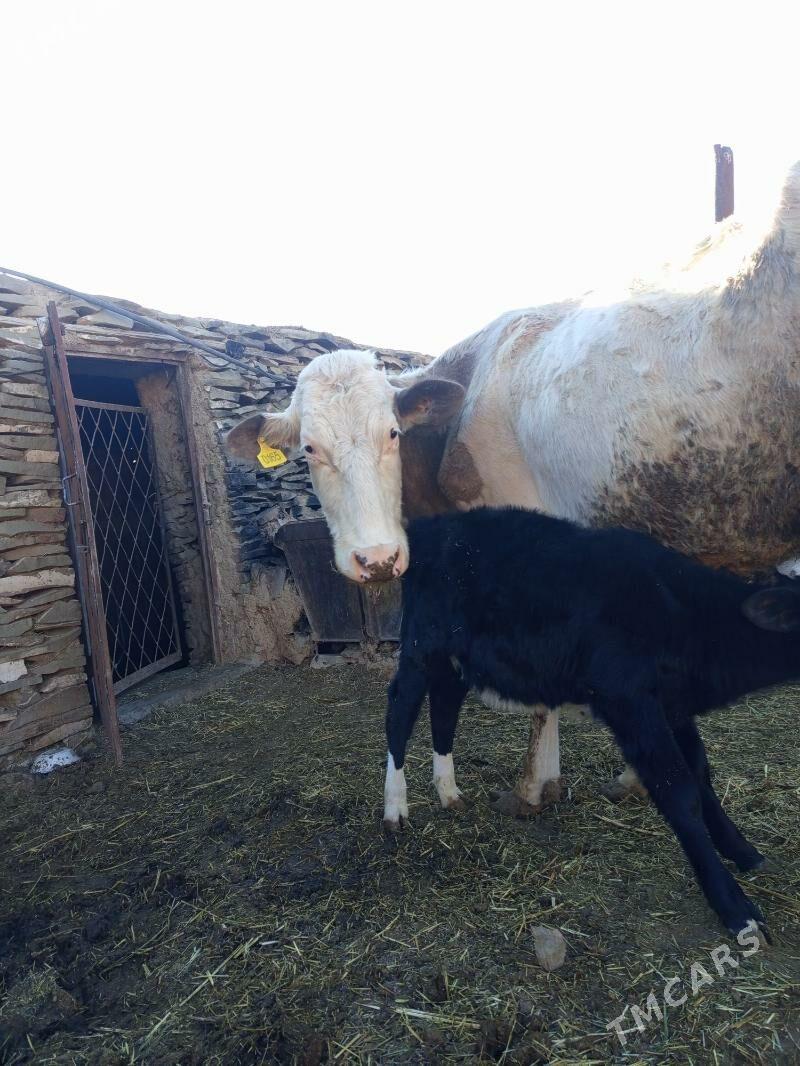 göleli sygyr - Bäherden - img 3