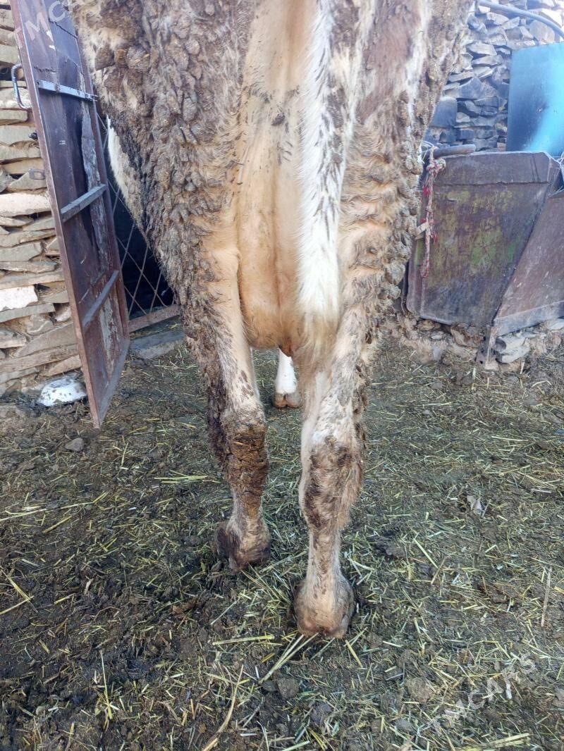 göleli sygyr - Bäherden - img 2