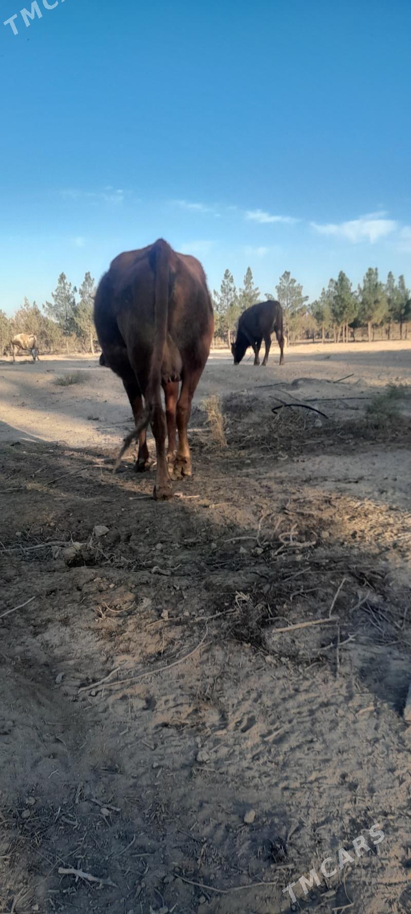 sigyr - Багир - img 3