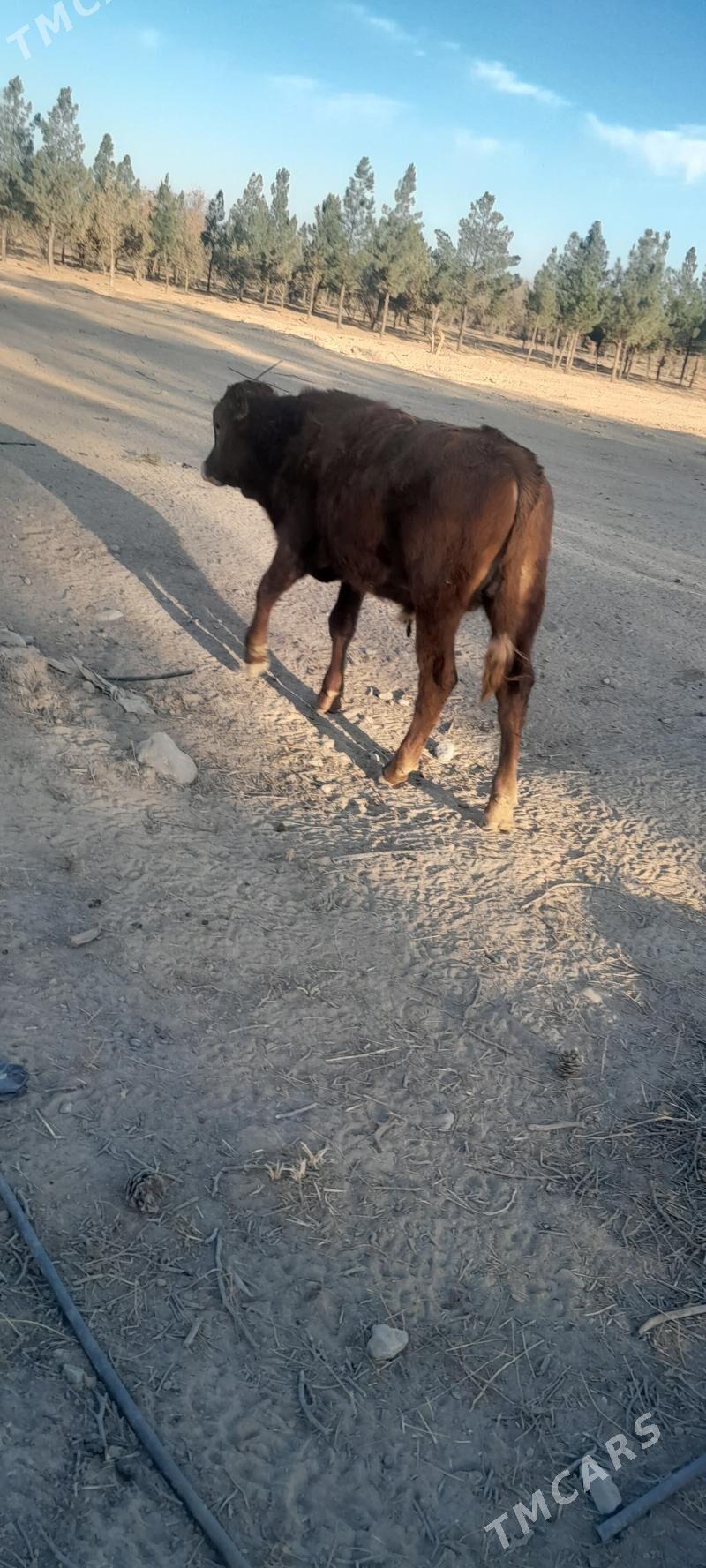 sigyr - Багир - img 2