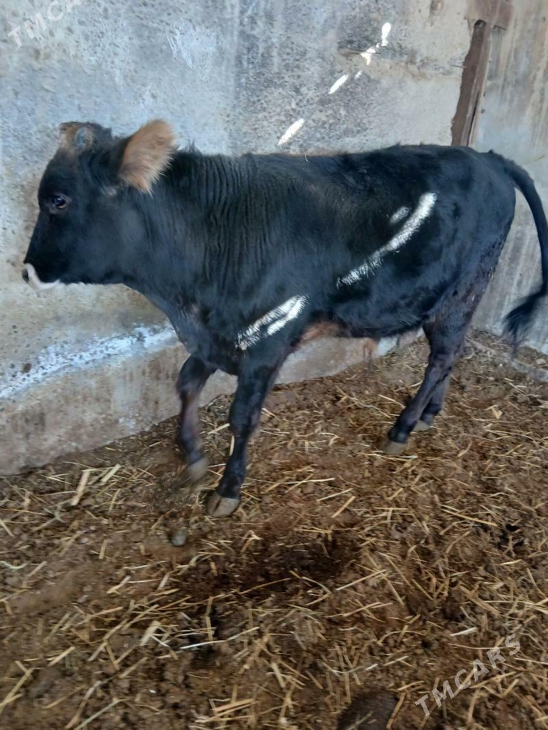 Öküz - Ýaşlyk - img 1