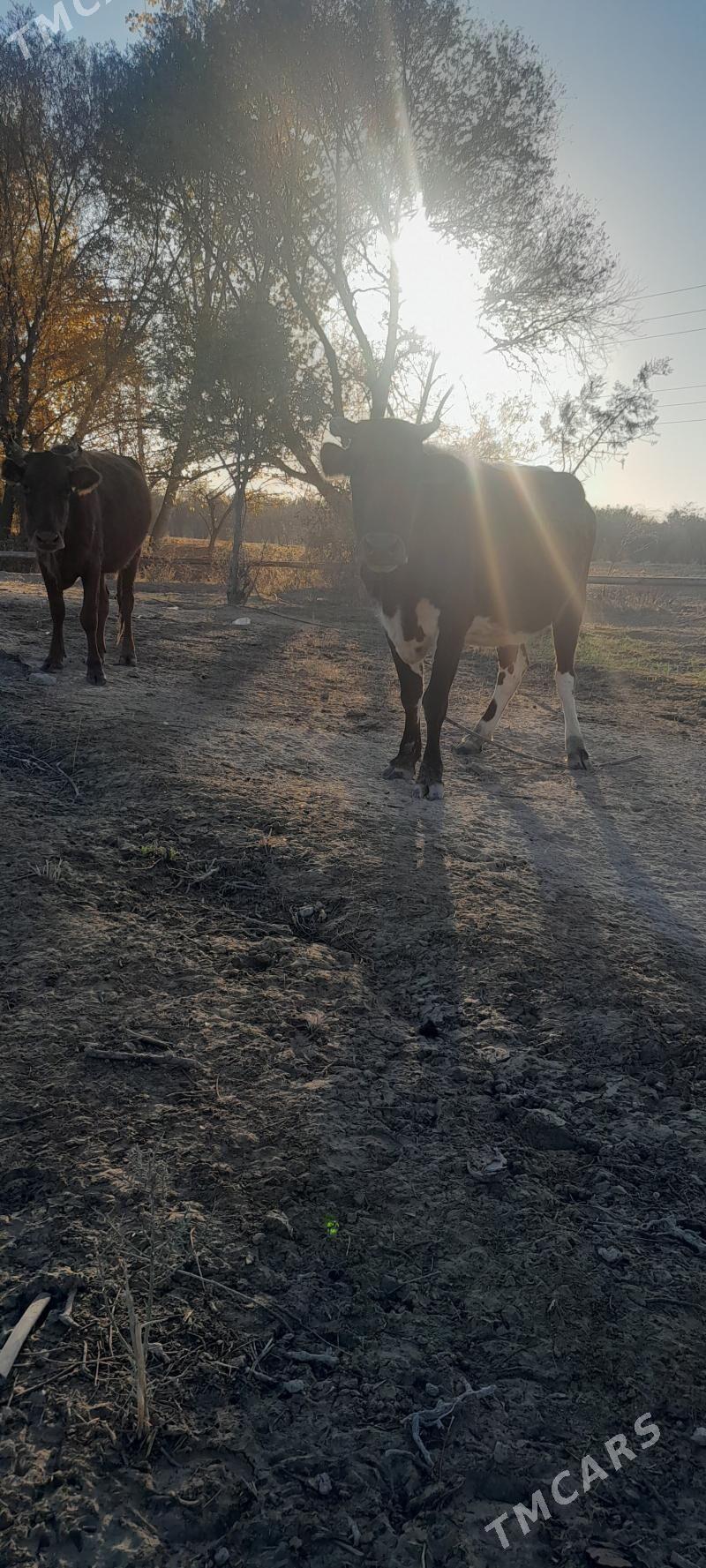 sigyr - Багир - img 4