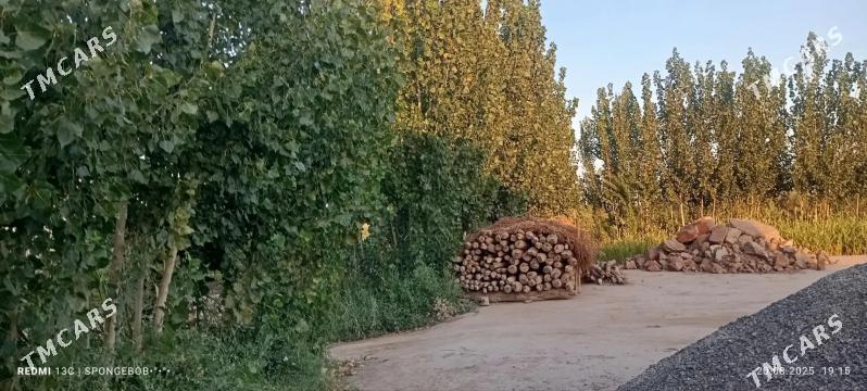 satlyk mellek - Gubadag - img 3