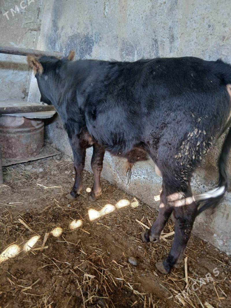 Öküz - Ýaşlyk - img 3