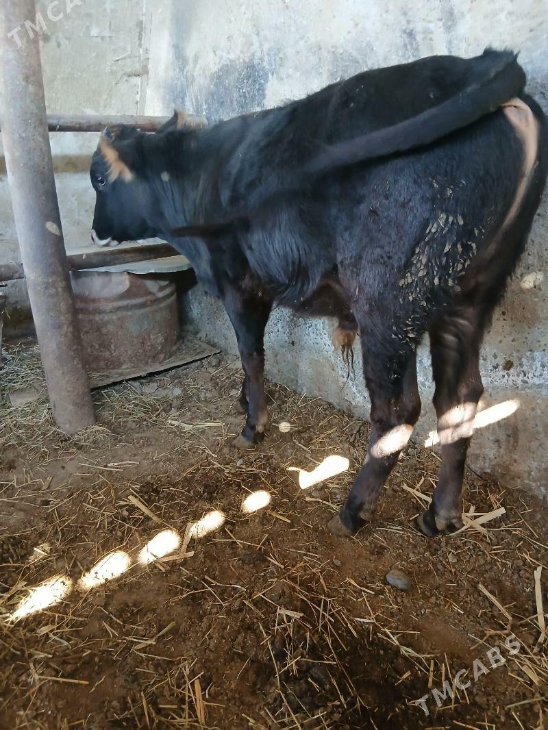 Öküz - Ýaşlyk - img 2