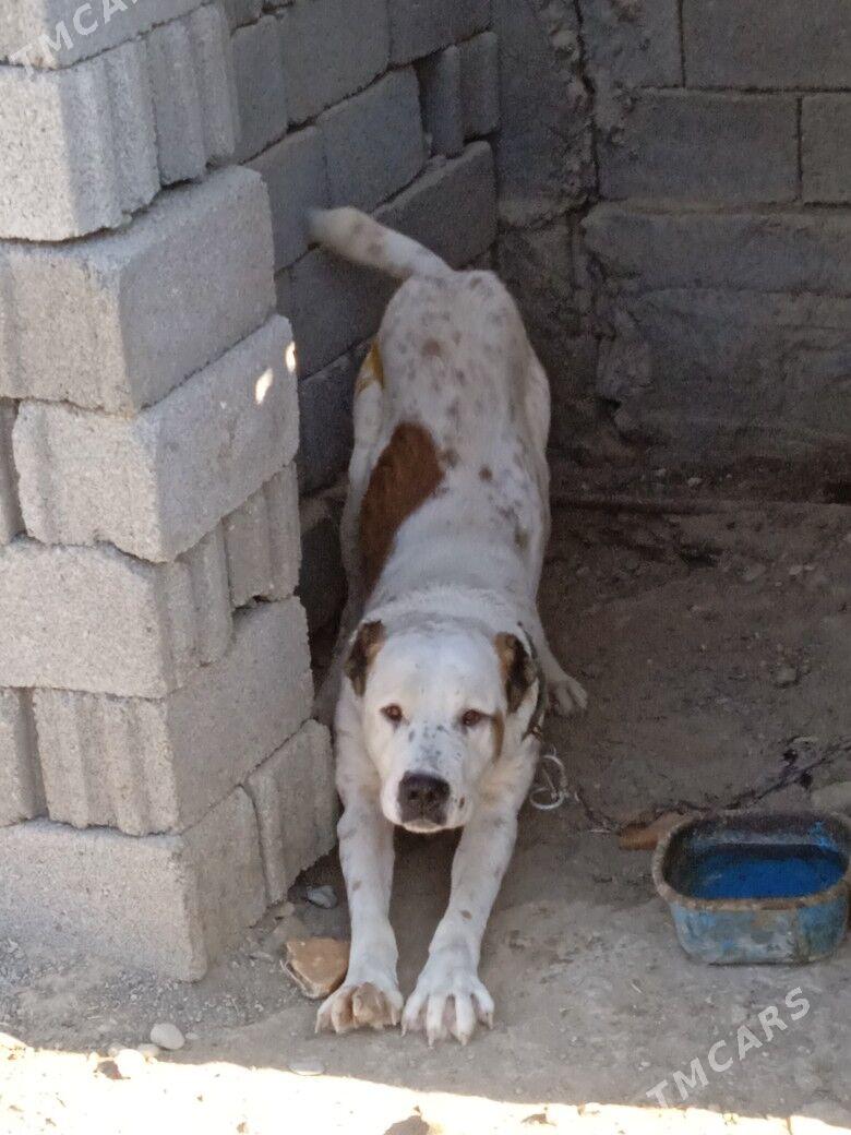 goňyrja - Ак-Бугдайский этрап - img 3