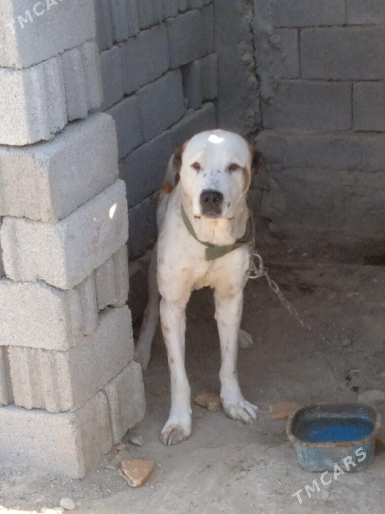 goňyrja - Ак-Бугдайский этрап - img 2