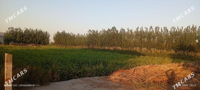 satlyk mellek - Gubadag - img 4