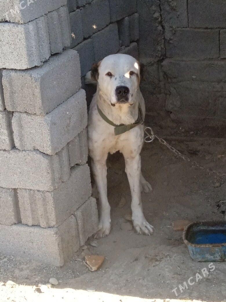 goňyrja - Ак-Бугдайский этрап - img 1