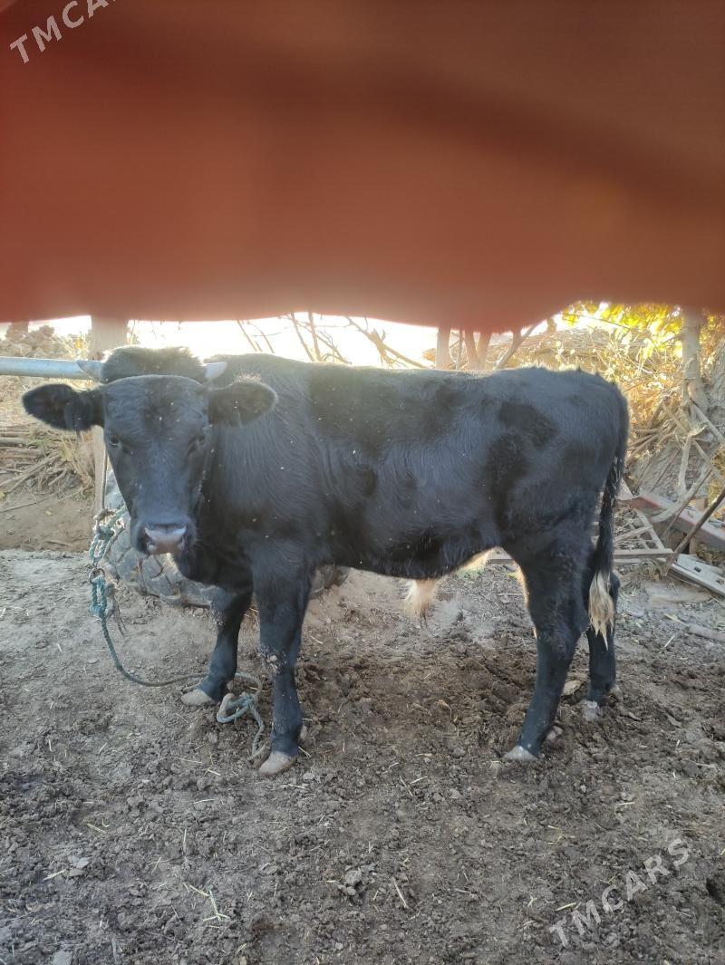 okuz - Чарджоу - img 2