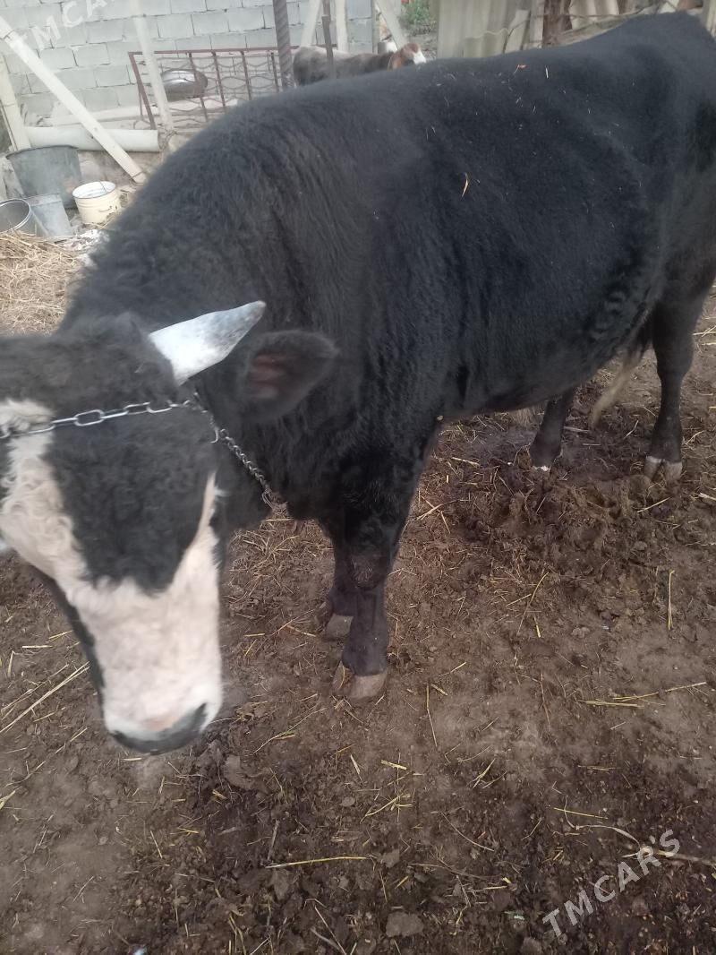 Okuz - Гёкдепе - img 2