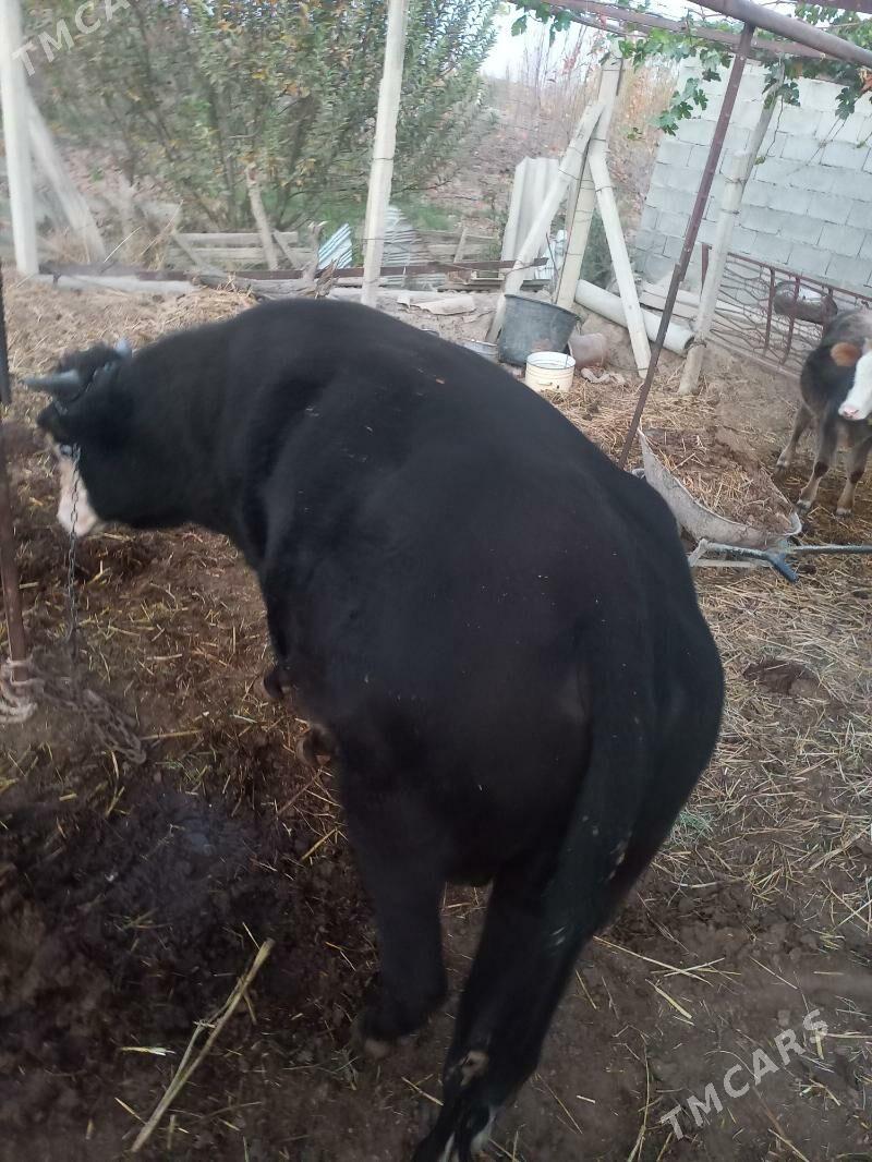 Okuz - Гёкдепе - img 3