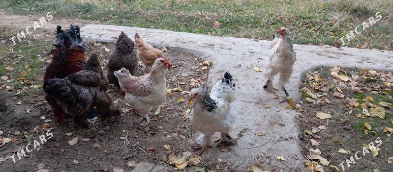 towuk - Gökdepe - img 4