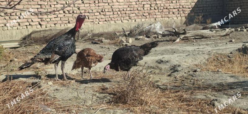 Induk - Бахарден - img 1