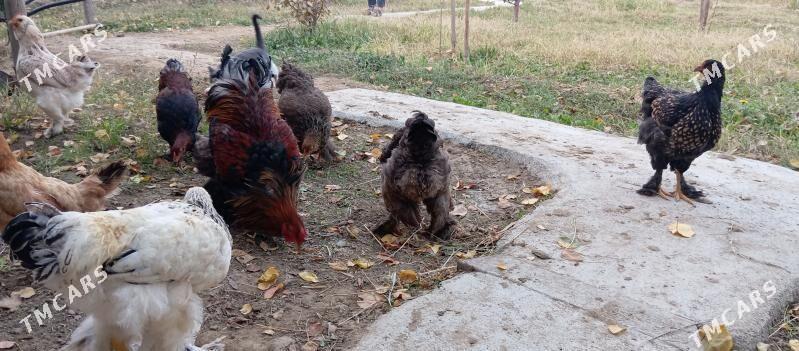 towuk - Gökdepe - img 6