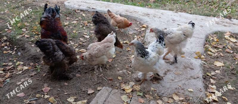 towuk - Gökdepe - img 3