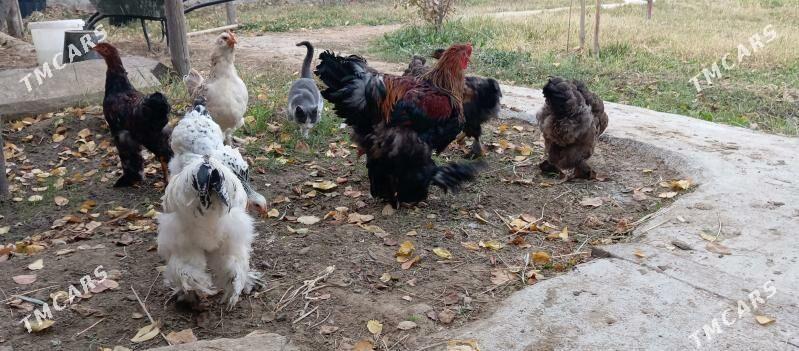 towuk - Gökdepe - img 2