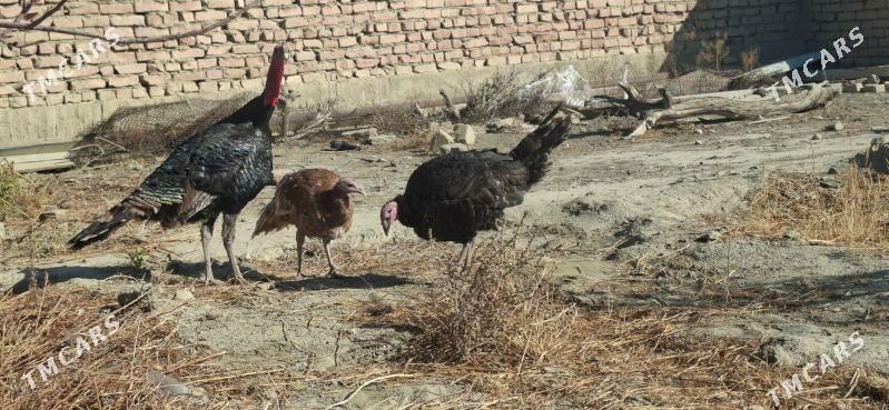 Induk - Бахарден - img 2