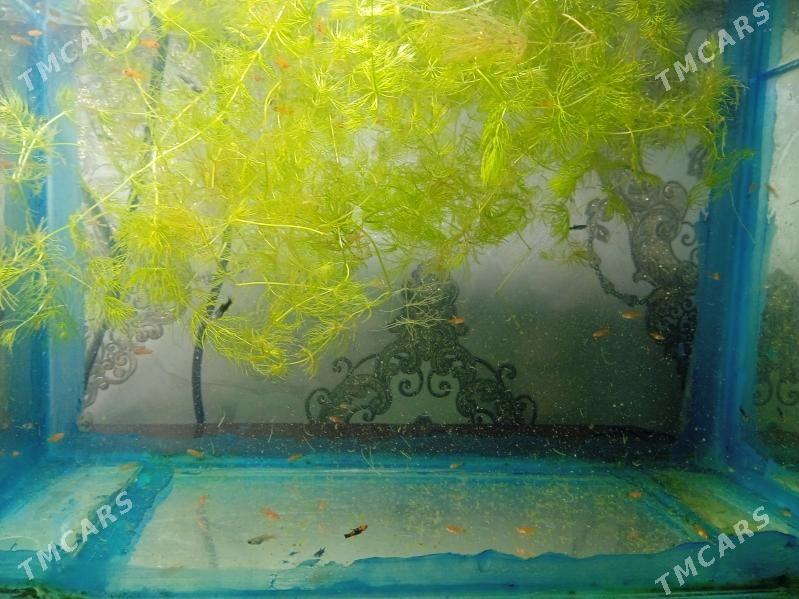 Akwarium balyklar - Туркменабат - img 4