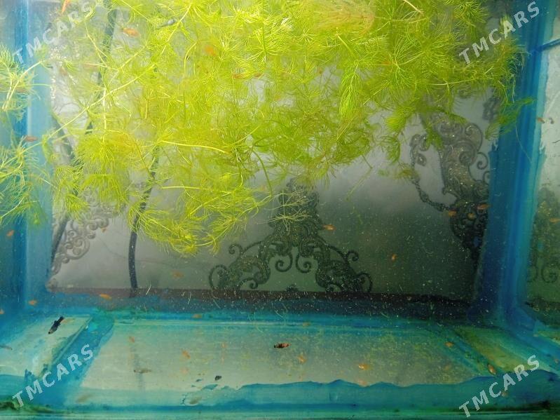 Akwarium balyklar - Туркменабат - img 3