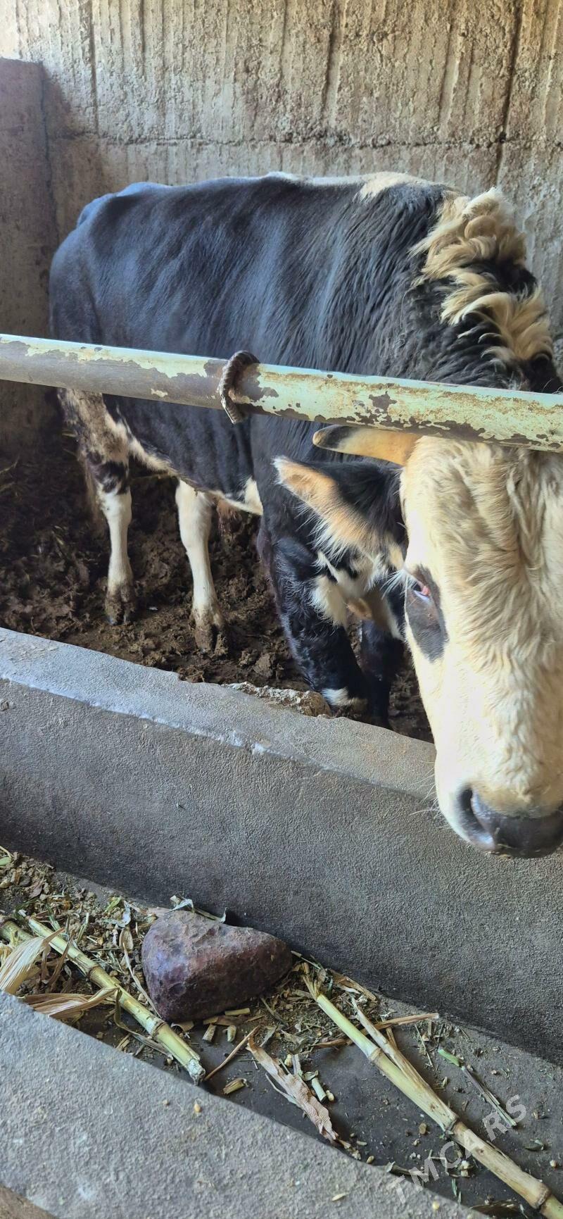 Ökuz - Aşgabat - img 3