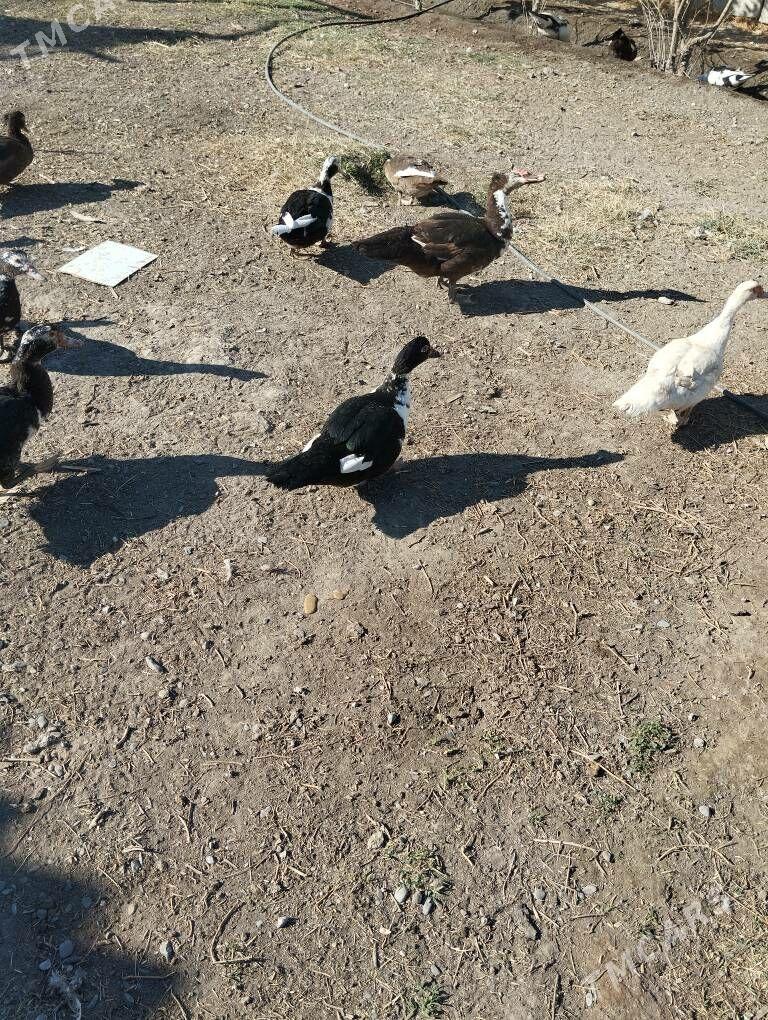 Guss Maki - Büzmeýin - img 3