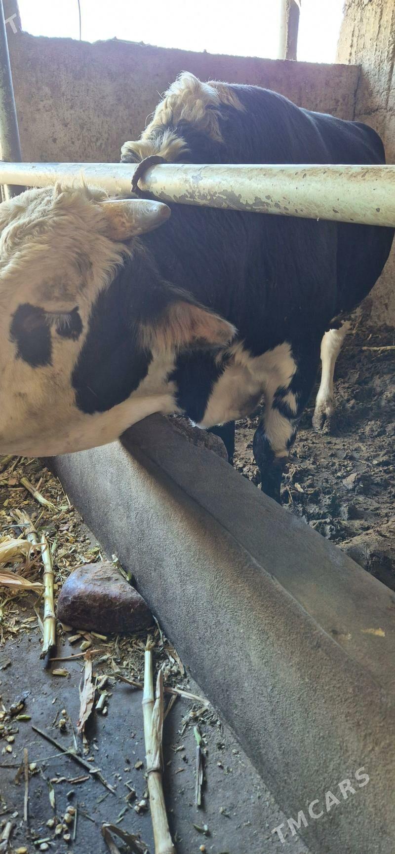 Ökuz - Aşgabat - img 2