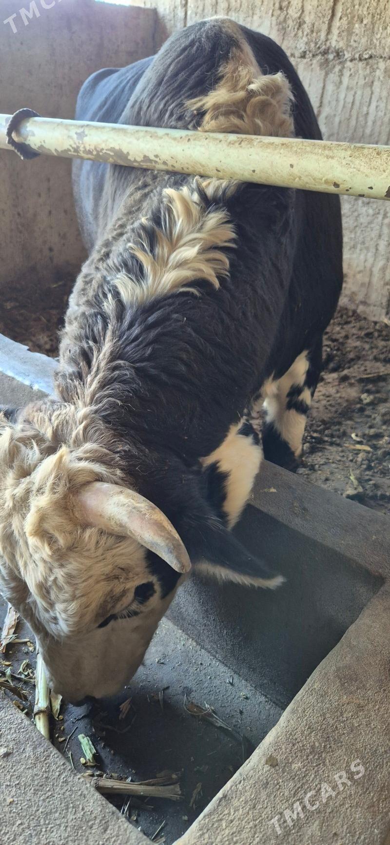 Ökuz - Aşgabat - img 4