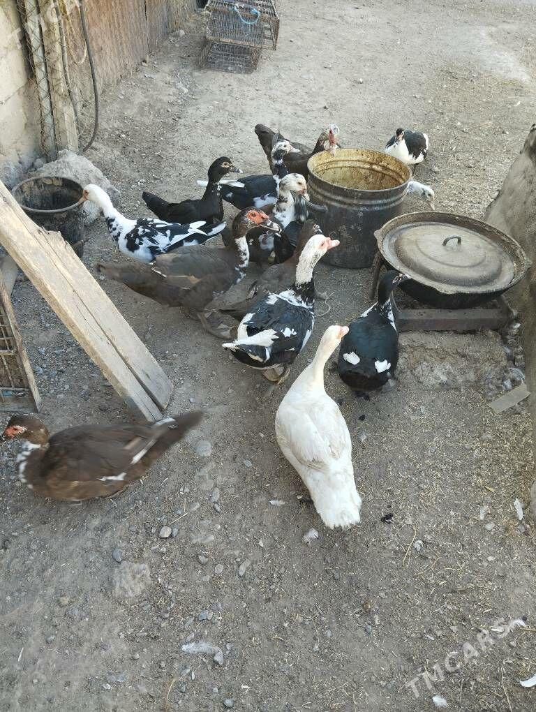 Guss Maki - Büzmeýin - img 2