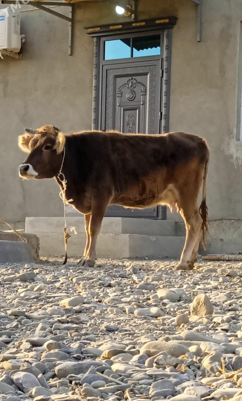 sagylyan sygyr - Bäherden - img 2