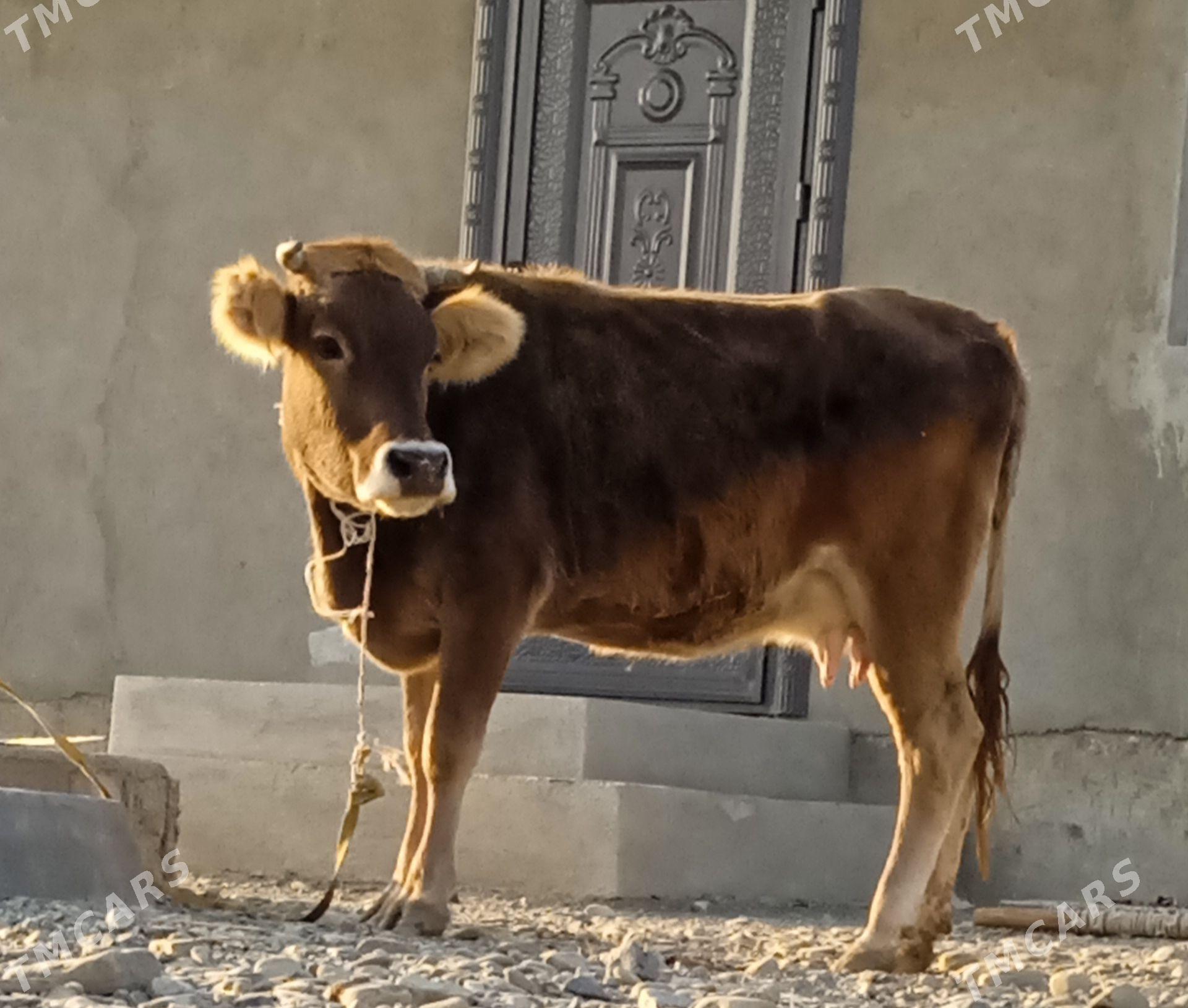 sagylyan sygyr - Bäherden - img 3