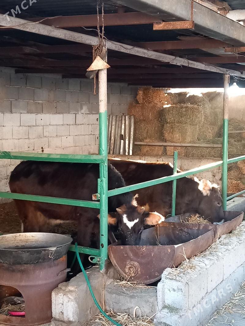 twe - Aşgabat - img 2