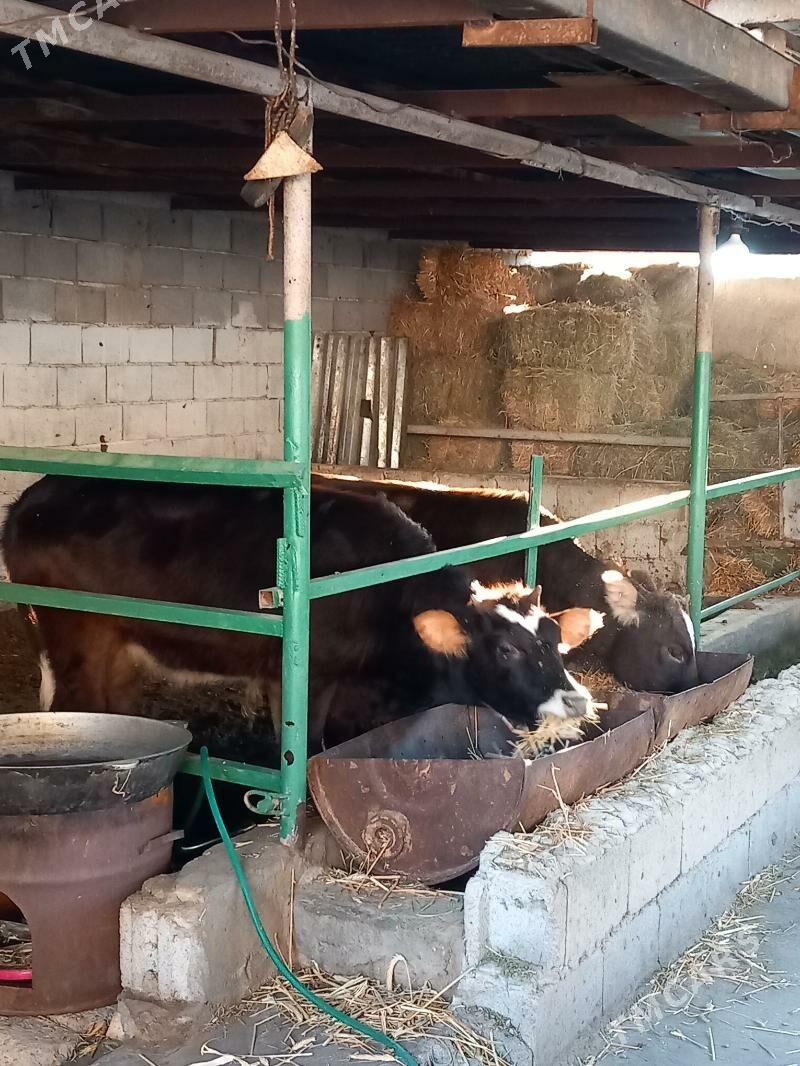 twe - Aşgabat - img 3