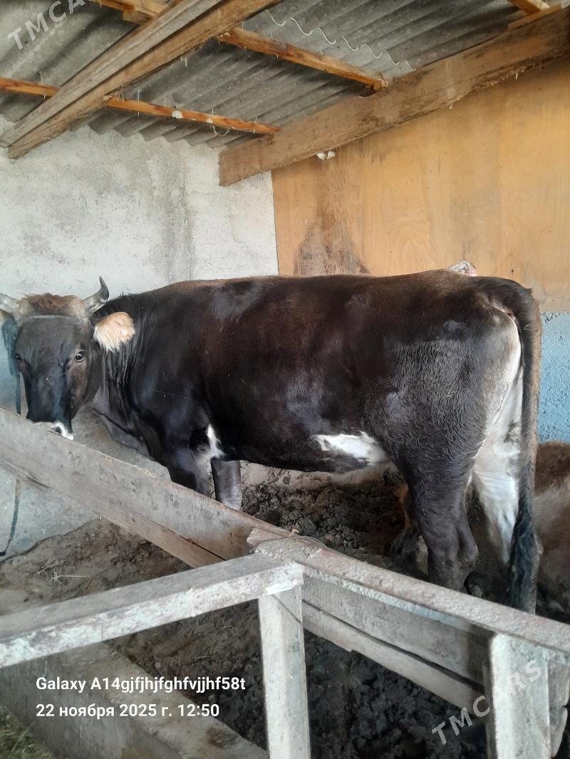 sygyr - Aşgabat - img 2