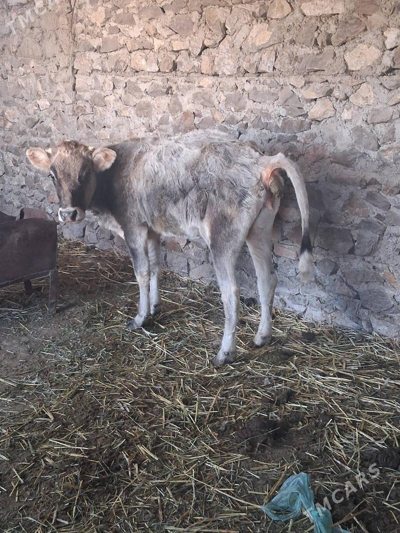 tüwe - Бахарден - img 4