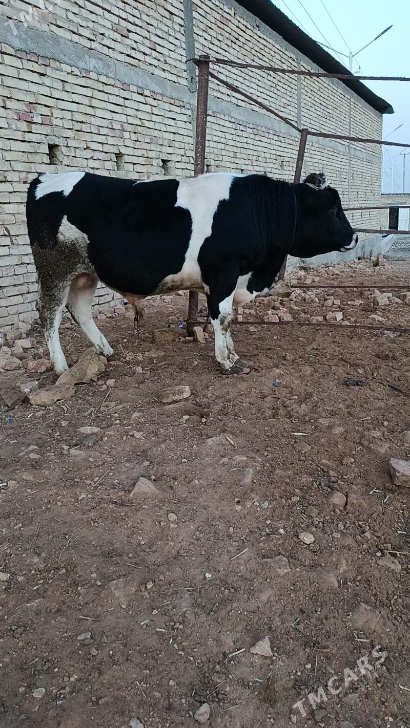 okuz ler - Бузмеин - img 4