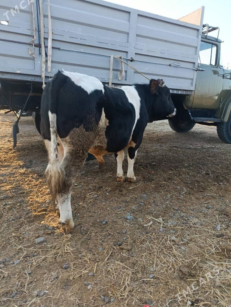 okuz ler - Бузмеин - img 3