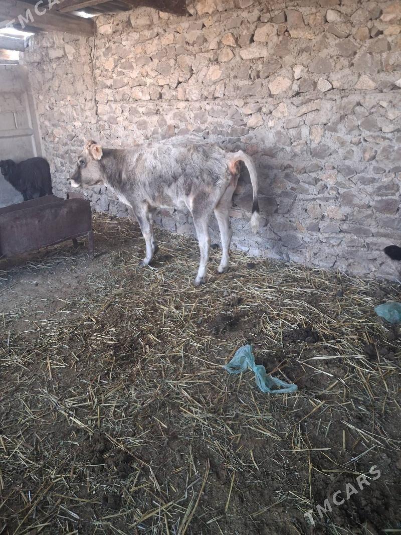 tüwe - Бахарден - img 3