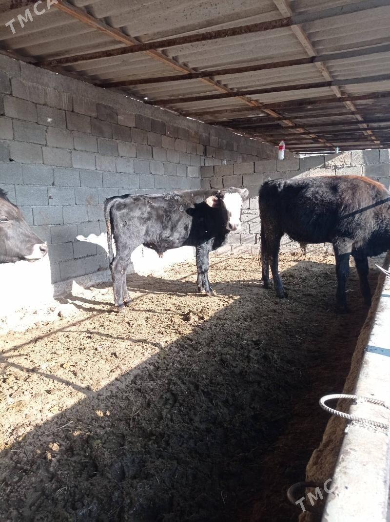 okuz ler - Бузмеин - img 5