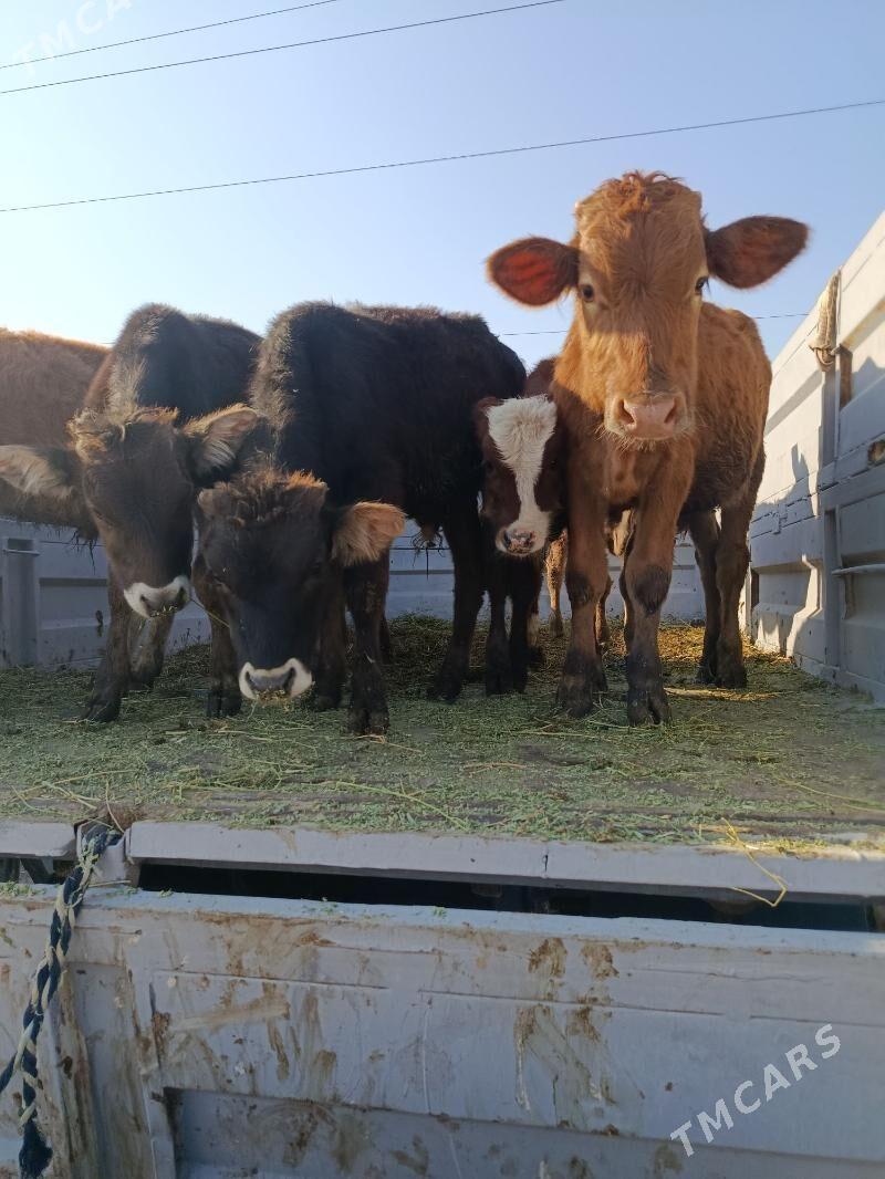 okuz ler - Бузмеин - img 2