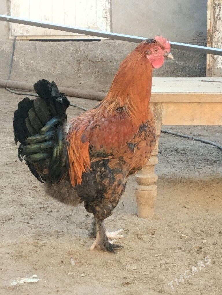 horaz - Туркменабат - img 2