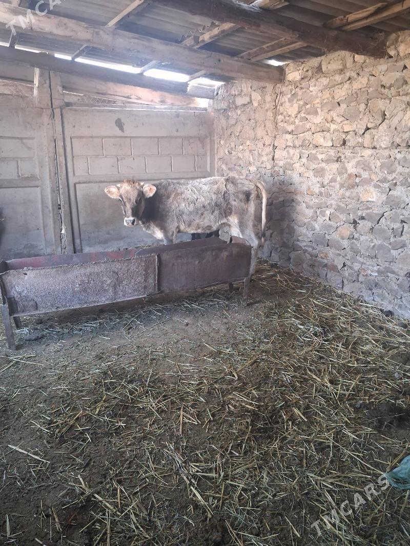 tüwe - Бахарден - img 1