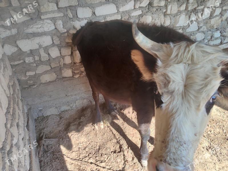 Sygyr - Эсенгулы - img 4