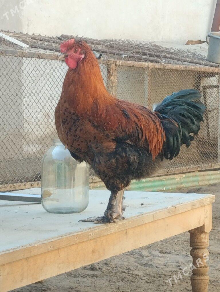 horaz - Туркменабат - img 1