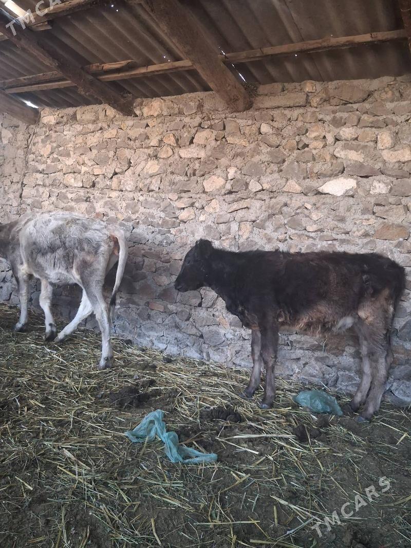 tüwe - Бахарден - img 2