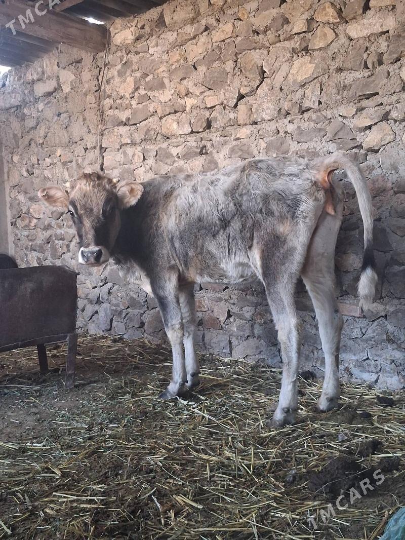 tüwe - Бахарден - img 5